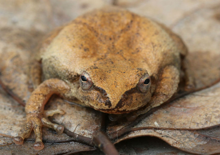 Spring Peeper